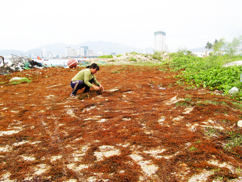 Gulfweed being dried