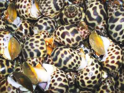 Sweet snail price going down