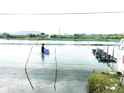 VietGAP aquaculture training given in Ninh Ich Commune