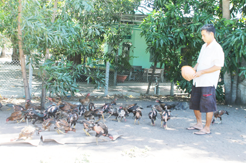 Raising chickens in Cam Lam District