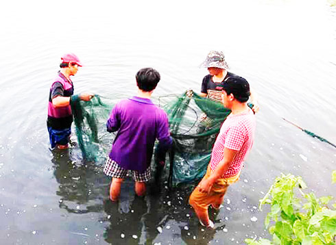 Harvesting prawns and fish raised in pond in Cam Hoa Commune, 