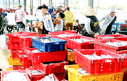 Hairtails at Vinh Luong fishing port