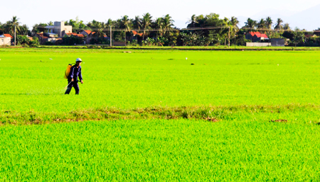 Khanh Hoa sows over 19,000 hectares of summer - autumn rice crop