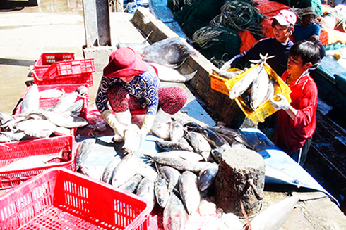 Tunas purchased at Hon Ro port