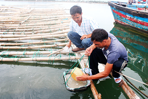 Dao Minh Tien's family releasing arca breeders to raise.