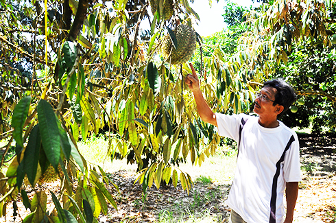 Nguyen Hong Son is the first one growing durians in Song Cau Commune, Khanh Vinh District