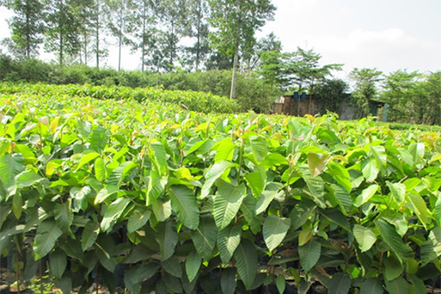 10ha Dipterocarpus alatus cultivated in Hon Ba Natural Reserve