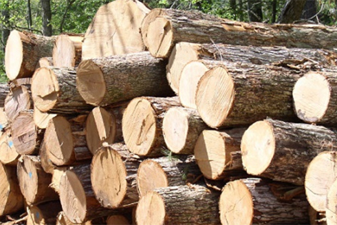 Khanh Vinh District has 50 wood processing and trading businesses