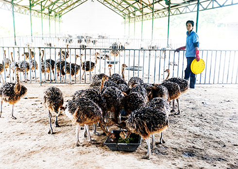 Quality products from ostriches improved continuosly