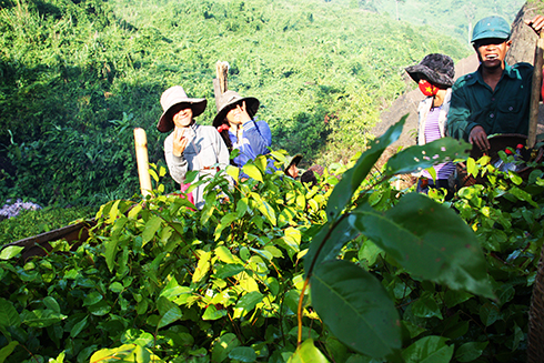 Growing protection forest in Khanh Thuong Commune, Khanh Vinh District, Khanh Hoa Province.