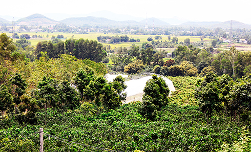 A view of Kim Kim Hoa Fruit Farm, a clean farming model