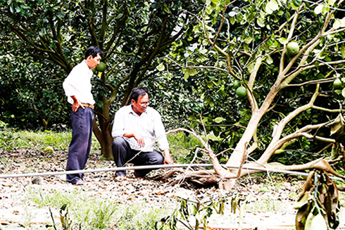 Khanh Vinh has valuable fruit farming areas