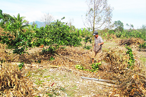 Tiding up damaged durian garden