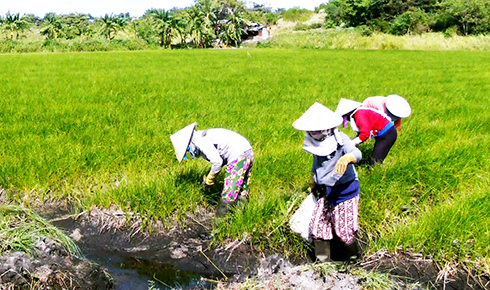 Cam Ranh: Pickled scallions for Tet growing well