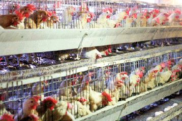 182 breeding farms under epidemic disease inspection