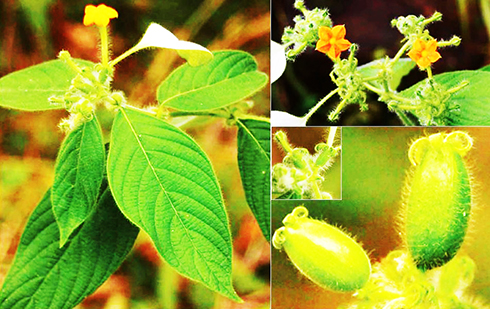 Newly-discovered fauna species in Hon Ba Natural Reserve