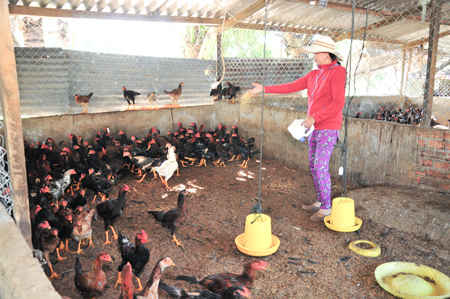 Raising chickens in Cam Lam District