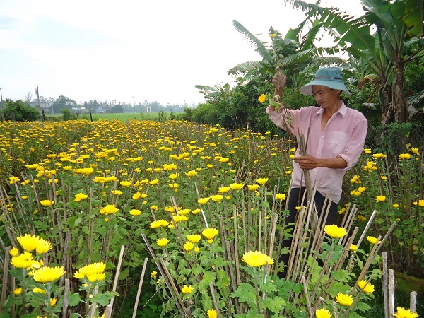 Cam Lam grows 130,000 flower pots for Tet