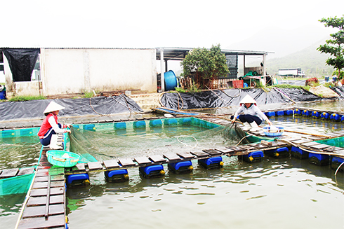 Fishery breeder production being restored