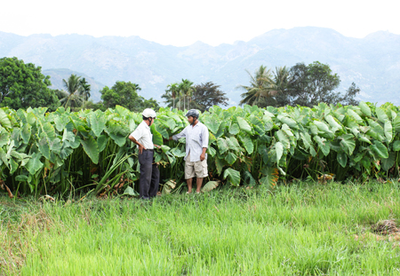 Cam Hoa Commune recognized as new rural area