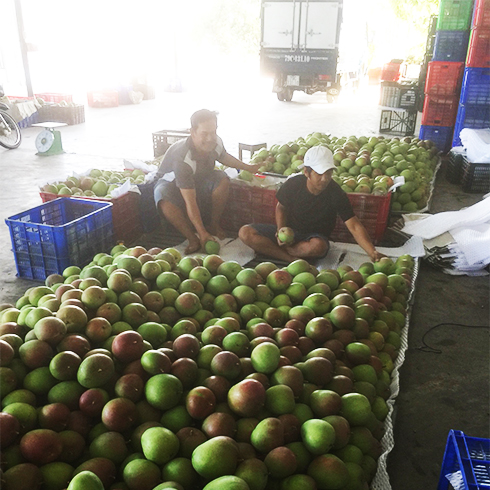 Australian mango price this year is VND20,000 higher than that last year.