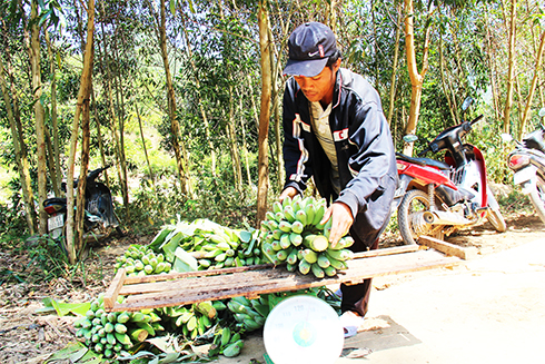 Carrying bananas to sell