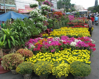 Flowers for Tet in Cam Lam sell well