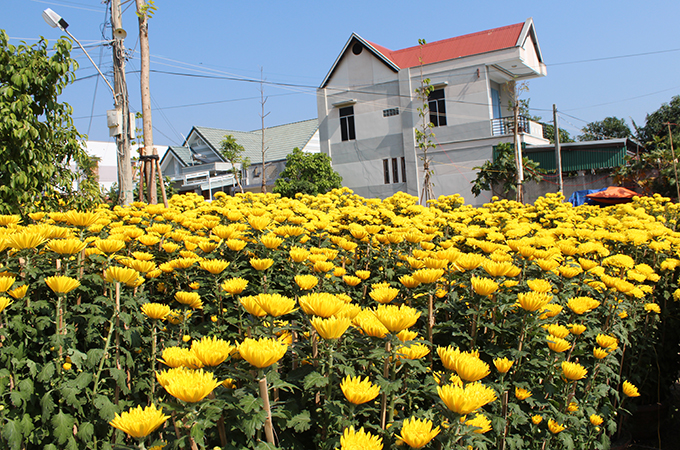 Chrysanthemum is sold at VND400,000 - 800,000/pot