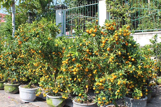 Each pot of kumquat tree costs VND800,000