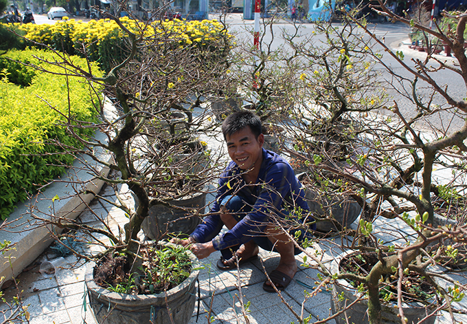 Yellow apricot trees were carried from Phu Yen to Cam Ranh, costing from VND8 thousand to VND4 million per pot depending on size and shape.