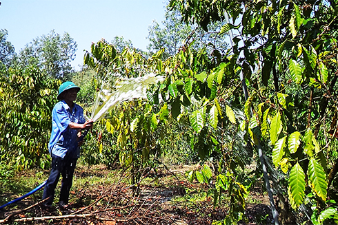 Farmer in Khanh Son District taking care of trees after Tet