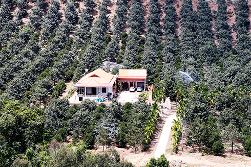 Durian trees in Khanh Son District