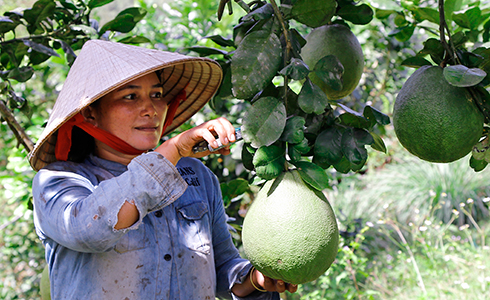 Harvesting green-skin grapefruits in Khanh Vinh District