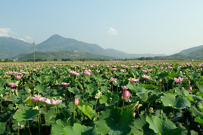 Beautiful lotus flowers in Cam Phuoc Tay Commune