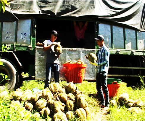 Good income from durians at wrong time