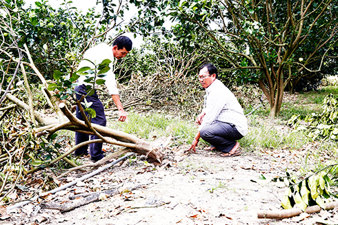 Focusing on recovering planting areas damages by storm Damrey