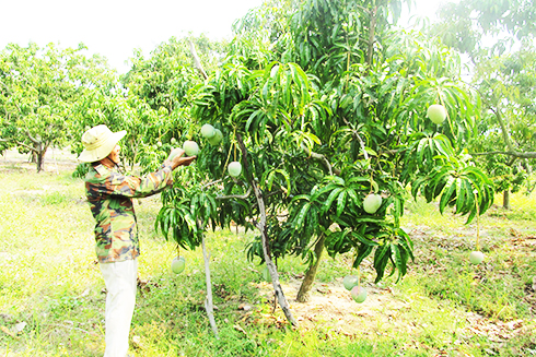 Farmer in Cam Hai Tay Commune, Cam Lam District taking care of mangoes.