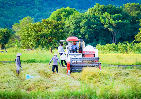 Harvest of winter - spring rice completed