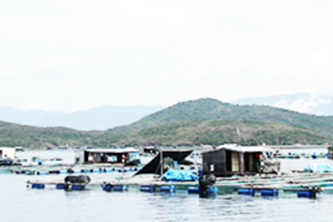 Raising lobsters in cages on Van Phong Bay