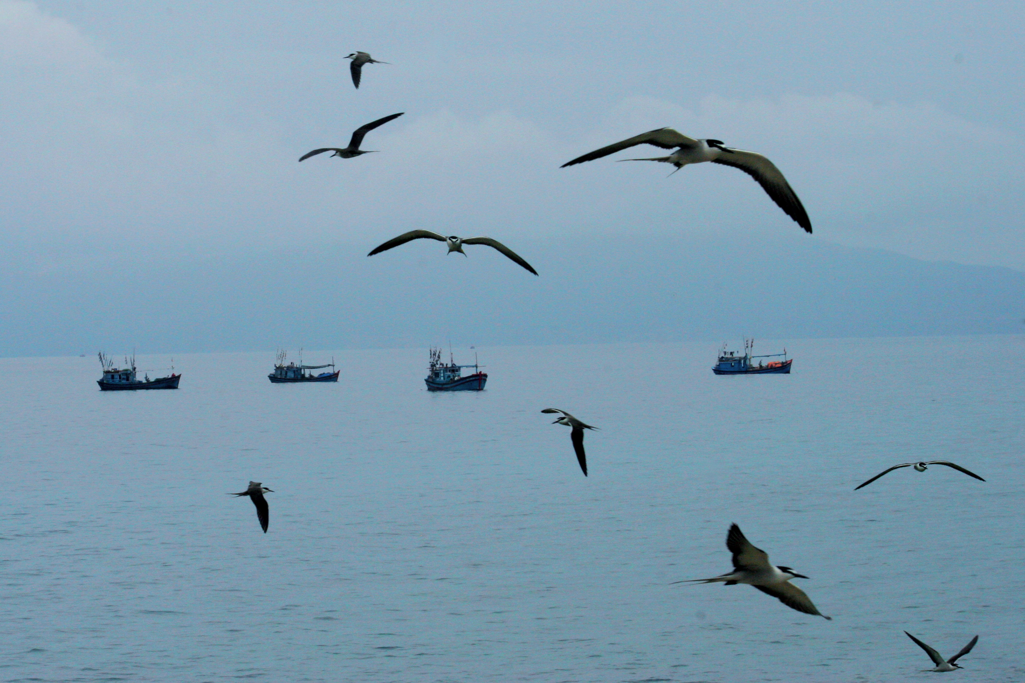 albatrosses