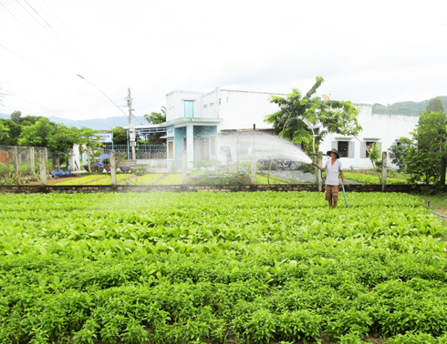 Growing safe vegetable at Tien Ra cooperative group