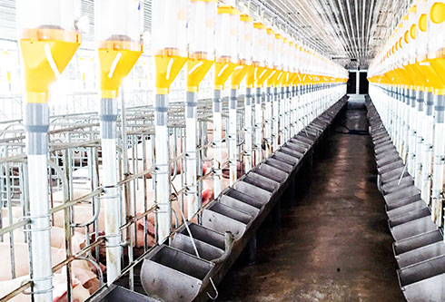 Inside a air-conditioned pig farm in Khanh Vinh District, Khanh Hoa Province
