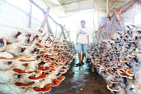 Producing Linzhi mushrooms in Vinh Ngoc Commune, Nha Trang