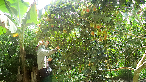 Picking up rambutans in Khanh Son District