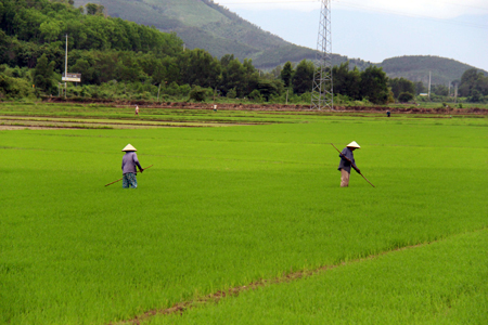 Productivity of summer - autumn rice hits 58.88 quintals/hectare