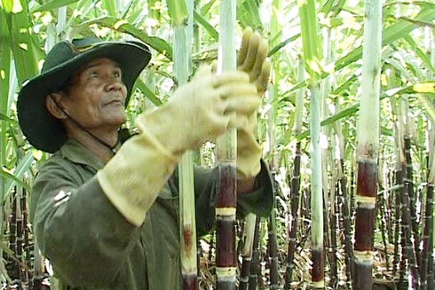 386 hectares to change to grow valuable fruits