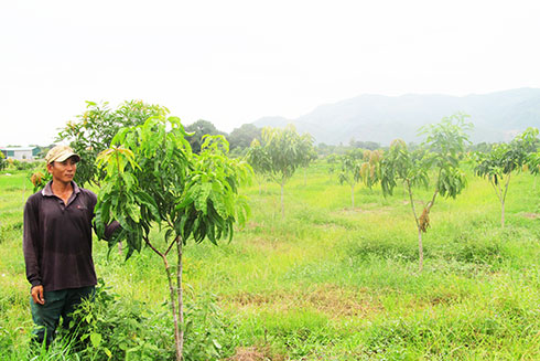 Australian mangoes developing well in Khanh Hoa Province
