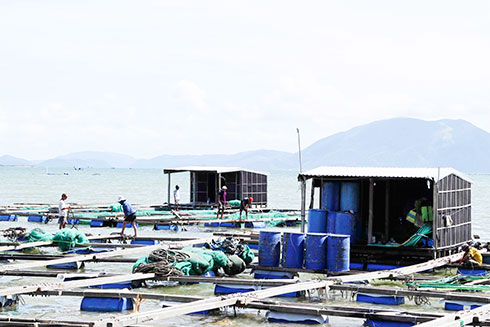 Supporting for aquaculture by cages on sea in Van Ninh District