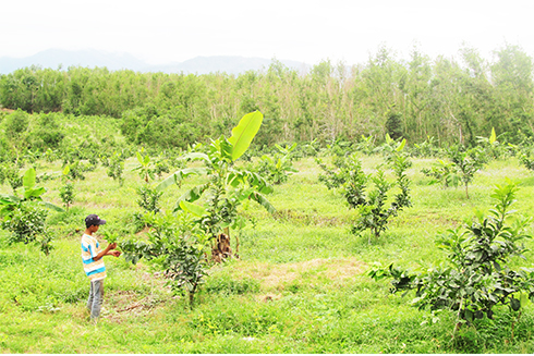 9-month food production of Khanh Vinh District hits over 3,600 tons