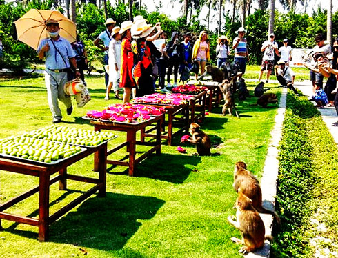 Weekly fruit buffet for monkey on Monkey Island